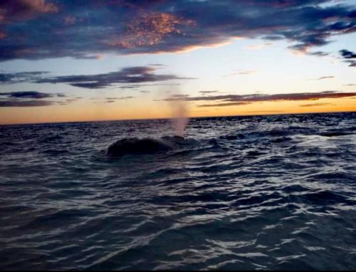 El Canto de la Ballena Bungalow 2 niveles in ปวยร์โต ปีรามิเดส