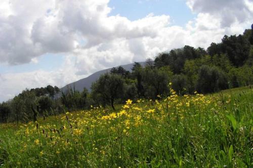  a casa di antonio in Arliano