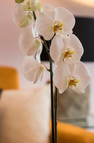 Apartamentos Rosa do Bairro Alto - image 8