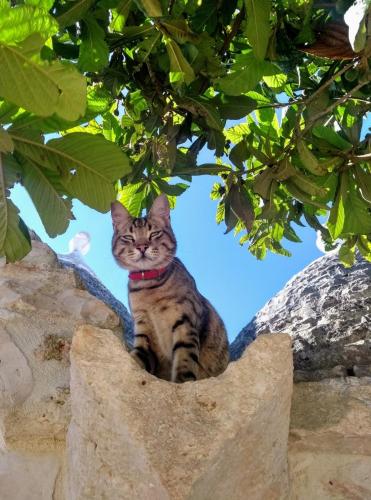 TRULIVO, Monopoli (fotografie 11)