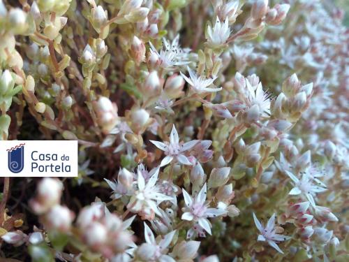  Casa da Portela in Populo