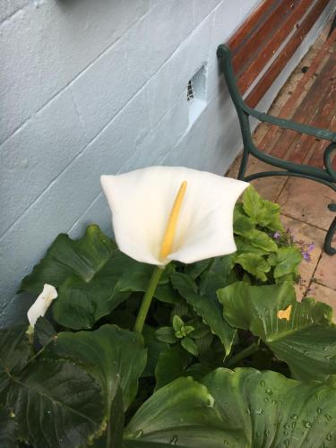 Avoca Villa Guest House - image 12