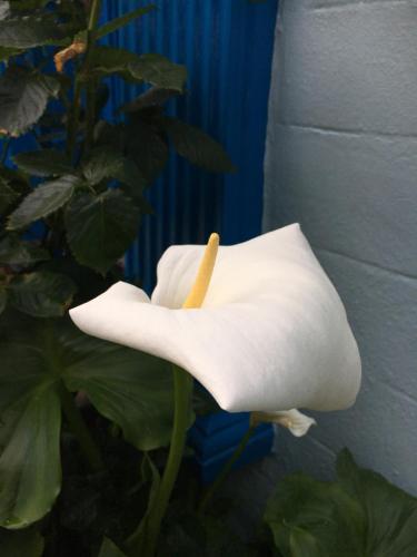 Avoca Villa Guest House - image 2