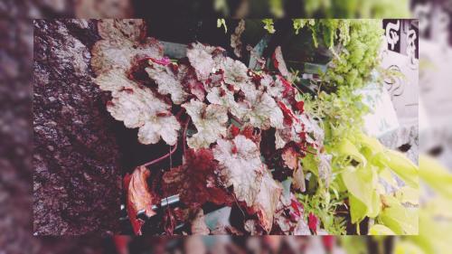 82行旅電梯民宿 來電享優惠 82行旅電梯民宿 來電享優惠