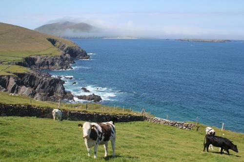 An Searrach Dingle - image 2