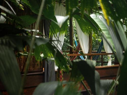 La Loma Jungle Lodge and Chocolate Farm