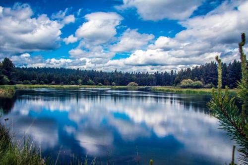 Duck Pond 11 - image 4