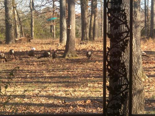 Cedar Grove Inn - image 9