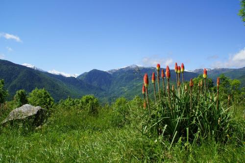 Chalets "les gentianes"