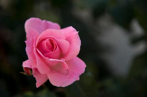 Apartments and Rooms KAPULICA - image 6