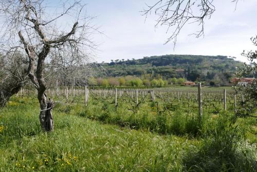 Villa Cavalletti Camere