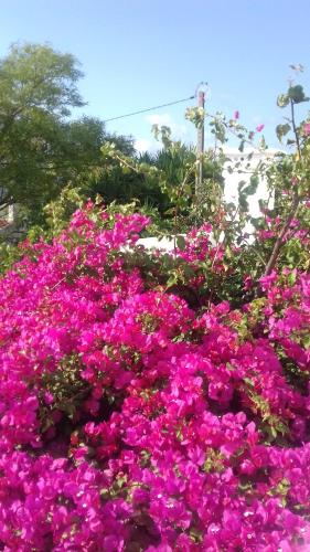  Pensão Algarve in Loulé