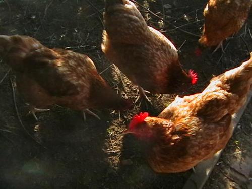 Jozefowka Borkowo Leborskie