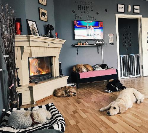  JordanPackKöpekOteli in Beykoz