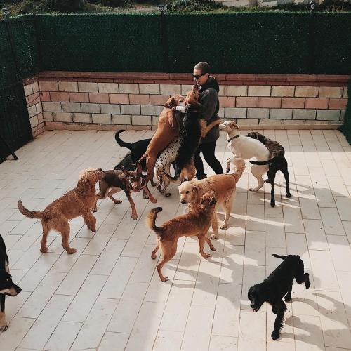  JordanPackKöpekOteli in Beykoz