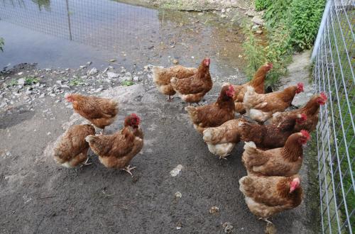 Obersulzberggut - image 9