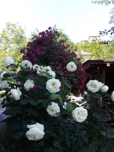 Albena Guest Rooms