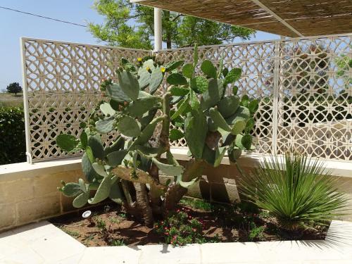 Masseria Bandino - image 11