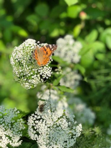 Davaa's Bed & Breakfast - image 6