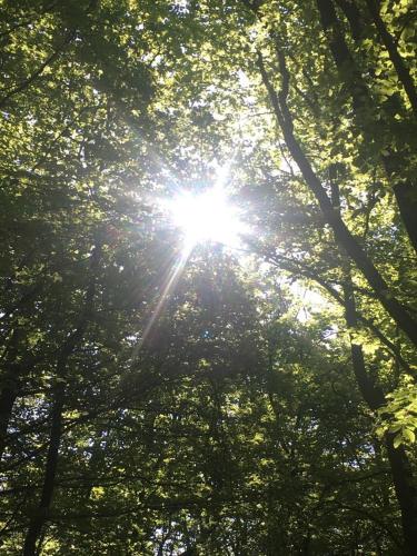 Hotel Garni Hügellandhof in Neuhaus am Klausenbach