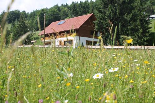 Arnica Montana 3