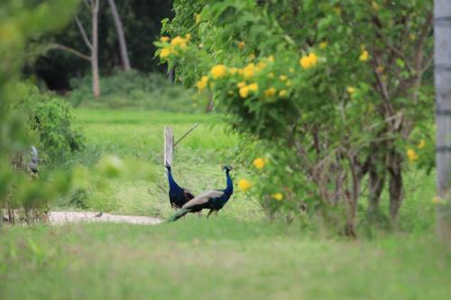 Mailagama Cinnamon Residence