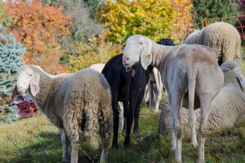  Bio-Bauernhof Greiml in Gröbming