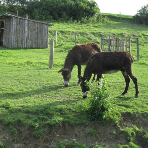 Ferme de Bellevue