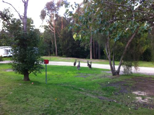 Mallacoota's Shady Gully Caravan Park