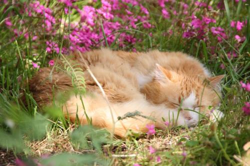 La Closerie aux Violettes - Maison d'hôtes - image 8