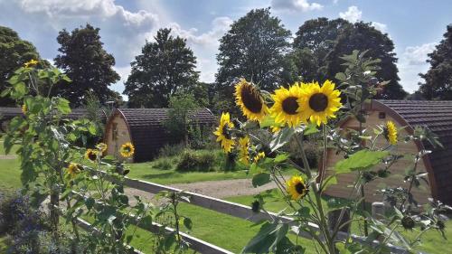 Picture of Mallow Glamping Pod