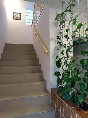Apartmani Jovanovic - image 11