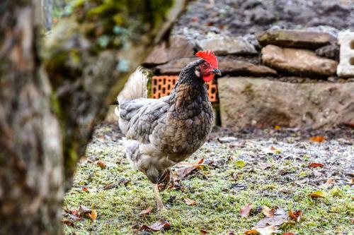 外部景觀, Anna's Siedlungshäusle (Anna's Siedlungshausle) in 黑倫貝格