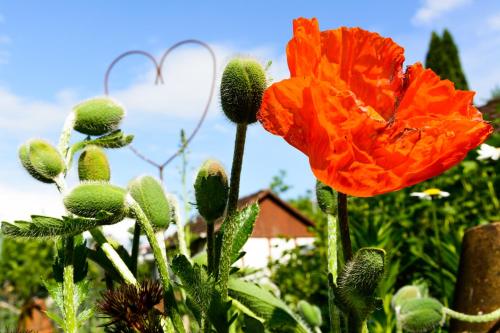 外部景觀, Anna's Siedlungshäusle (Anna's Siedlungshausle) in 黑倫貝格