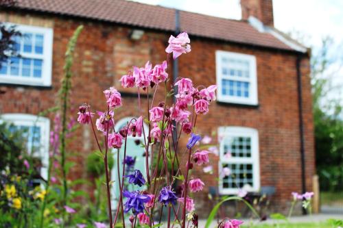 The Vine B & B - image 6