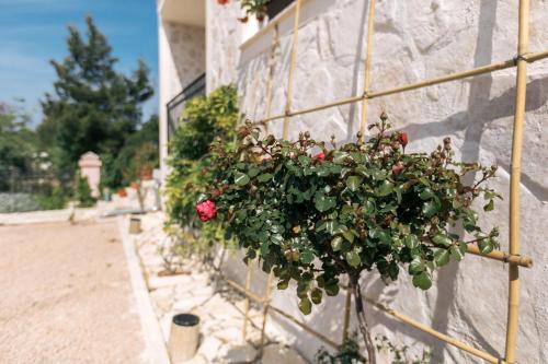 Hedon-Stone, Starigrad-Paklenica (Ortopula) (foto 6)