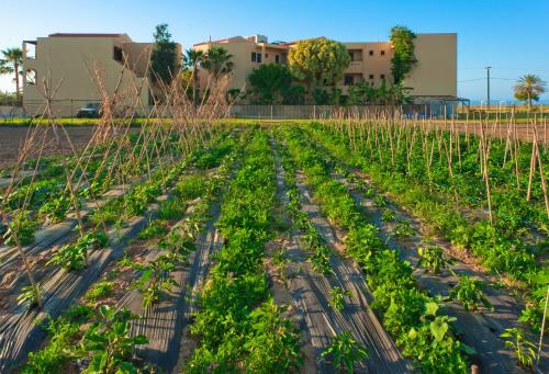 Silver Beach Hotel & Apartments - All inclusive - image 11