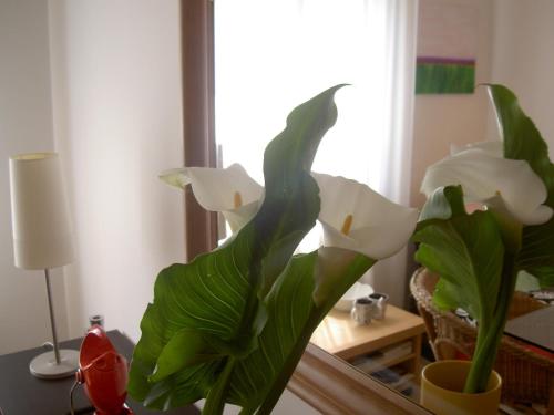 A Casa Romar - image 6