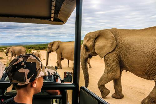 Addo Wildlife