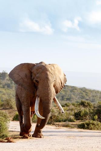 Addo Wildlife