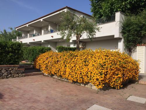 Appartamenti Ischia la Sentinella - Accommodation - Ischia