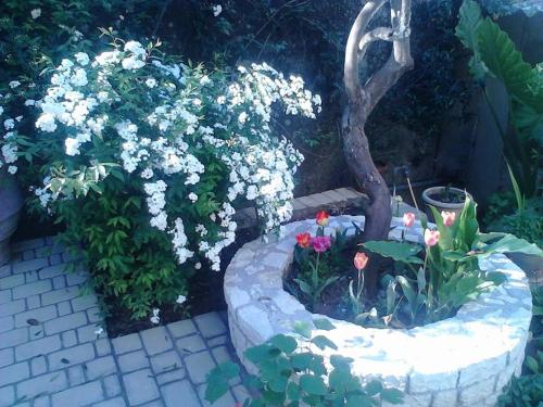  Blue Flowers in 49084 Benitses