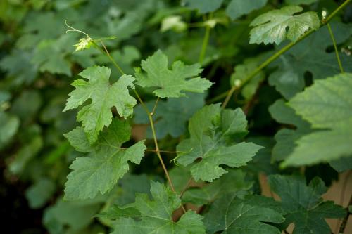 Le Vert Galant - Auberge Etchegorry - image 9