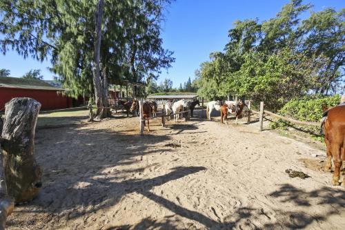Hula House - image 4