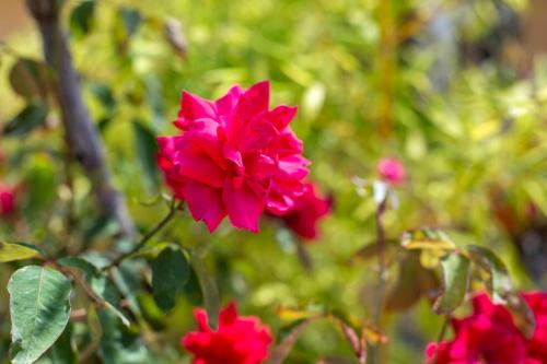 Boutique Athens Apartment EP9T - image 7