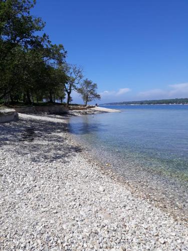  Glicine in Poreč