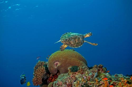 Beqa Lagoon Resort