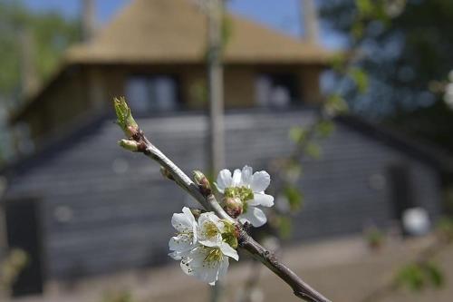 De Steltenberg in de Betuwe