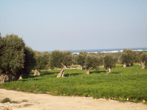  Masseria Ricci, Pension in Fasano