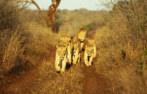 Thanda Safari - Private Game Reserve
